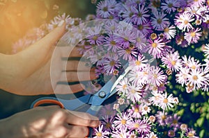 Woman gardener cutting flowers