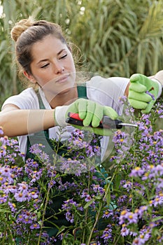 woman gardener cutting flowers