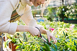 Woman gardener cutting plants with garden scissors in greenhouse