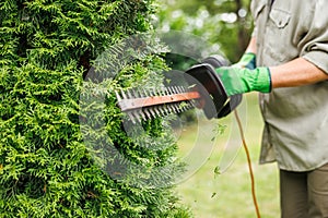 Woman gardener cutting thuja by electric hedge trimmer in garden