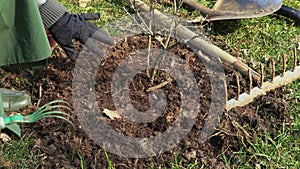 Woman gardener finishing planting bush