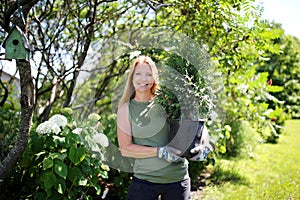 Woman Gardener in Garden Holding Arborvitae Tree in Planter