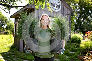 Woman Gardener in Garden Holding Arborvitae Trees in Planter