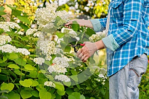 Woman gardener with garden shears cutting a bouquet of white hydrangea flowers