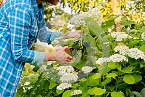 Woman gardener with garden shears cutting a bouquet of white hydrangea flowers