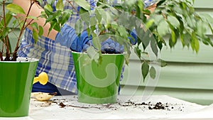 Woman gardener in gloves sits a flower in a pot