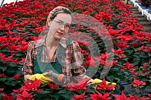 Woman gardener in greenhouse prepares to water poinsettia flowers with spray nozzle