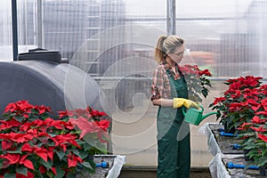 Woman gardener in a greenhouse takes care of poinsettia flowers, adding fertilizing to the soil