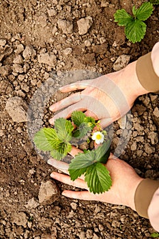 Woman gardener growing strawberry seedling with roots. Planting strawberries. Organic farming, gardening and homegrown