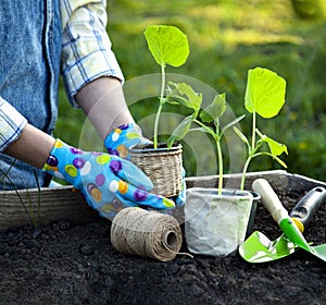Woman Gardener hands in gardening gloves planting Sprouts in the vegetable garden. Spring garden work concept