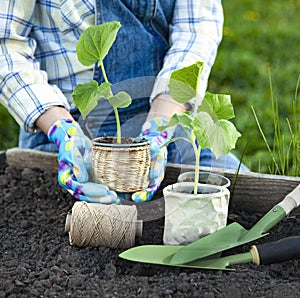 Woman Gardener hands in gardening gloves planting Sprouts in the vegetable garden. Spring garden work concept