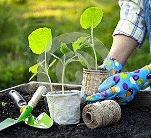 Woman Gardener hands in gardening gloves planting Sprouts in the vegetable garden. Spring garden work concept