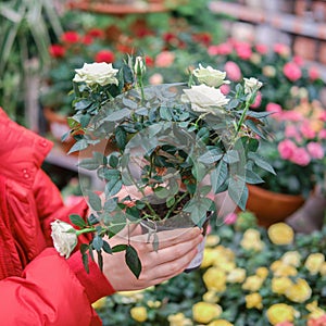 Woman gardener hands with a white roses flower pot in a greenhouse store