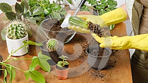 Woman gardener hands in yellow gloves plant cactus into new flowerpot with fertile soil on wooden table. Indoor planting