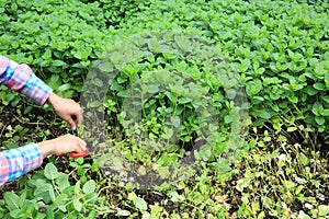 Woman gardener havest mint platns