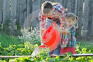 Una donna giardiniere aiutiamo suo sul versare verdura giardino un letto cetrioli 