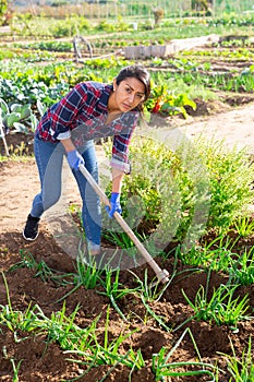 Woman gardener hoeing soil in onion rows in vegetable bed