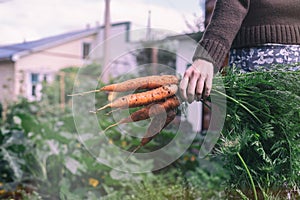 Woman gardener holding a bunch of fresh carrots from the garden