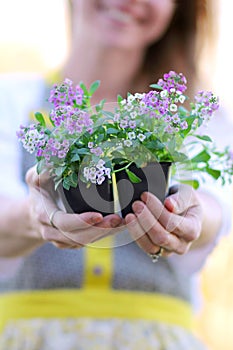 Woman Gardener Holding Sweet Alyssum Flowers in her Hands