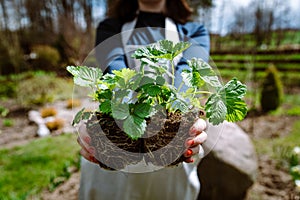 Woman gardener holding two wild strawberry seedlings