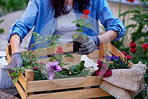 Woman gardener holds wooden box with flowers pots. Home gardening. Small business, casual clothing, flower shop