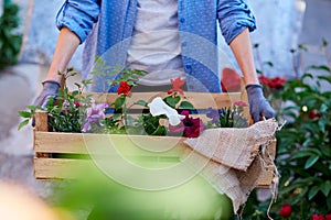 Woman gardener holds wooden box with flowers pots. Home gardening. Small business, casual clothing, flower shop