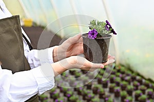Woman gardener in a large greenhouse holding a pot with blooming plant. Everyday routine of flower producer