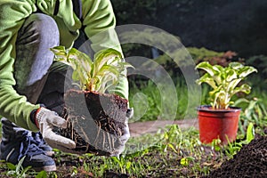 Woman gardener manually transplants plant from pot into the soil. Female hands in white gloves hold the Hosta plant