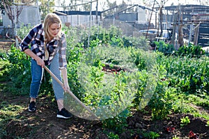 Woman gardener with mattock working with beans seedlings in garden