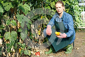 Woman gardener with mattock working with marrow seedlings and harvest