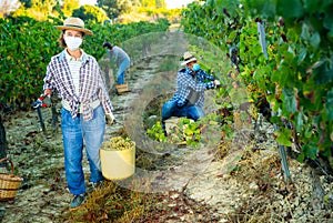 Woman gardener in medical mask with basket of grapes in vineyard