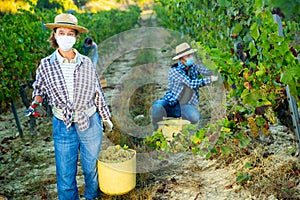 Woman gardener in medical mask with basket of grapes in vineyard