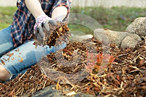 Woman gardener mulching potter thuja tree with pine tree bark mulch. Urban gardening