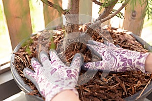 Woman gardener mulching potter thuja tree with pine tree bark mulch. Urban gardening