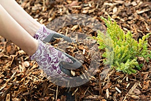 Woman gardener mulching potter thuja tree with pine tree bark mulch. Urban gardening