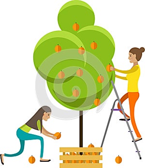 Woman gardener picking apples from tree vector icon isolated on white