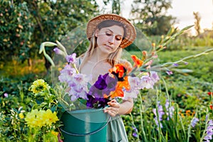 Woman gardener picking gladiolus dahlias in bucket with water. Harvest in summer garden at sunset. Cut flowers business