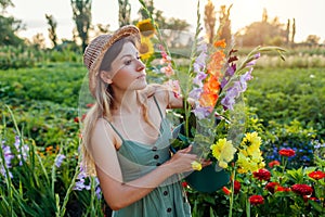 Woman gardener picking gladiolus dahlias in bucket with water. Harvest in summer garden at sunset. Cut flowers business