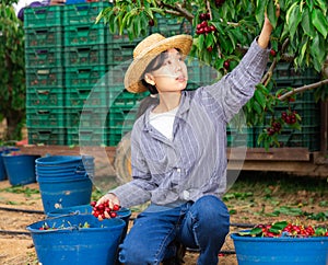 Woman gardener picking sweet cherry at orchard