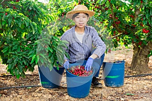 Woman gardener picking sweet cherry at orchard