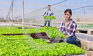 Woman gardener placing seedling tray in hothouse