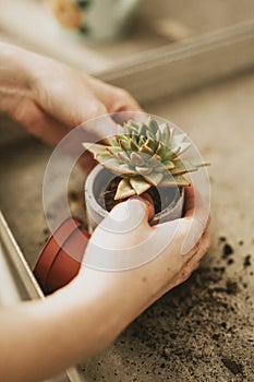 Woman gardener planting succulent in pot