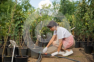 Woman gardener sets up sprinkler system for watering tree nursery garden