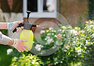 Woman gardener spraying flowers in the home garden