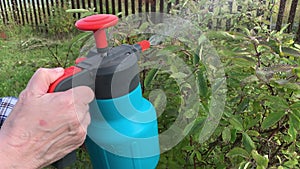 Woman gardener spraying fruit trees and bushes against plant diseases and pests using spray bottle withinsecticide