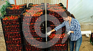 Woman gardener stacking boxes with tomatoes in greenhouse