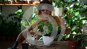 Woman gardener takes care of green plant at home and has time with dog spbd.