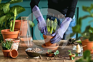 Woman gardener transplanting plants in ceramic pots on an old wooden table during the spring time.