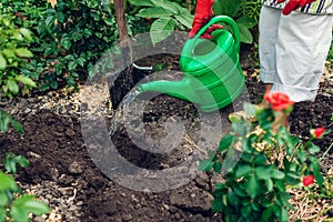 Woman gardener transplanting roses flowers into soil and watering it with watering can. Summer garden work