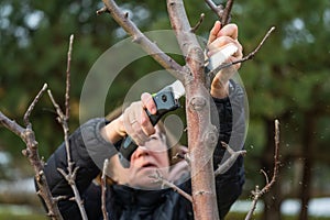 Woman gardener using garden saw on to cut dry tree branches. Spring pruning of trees and bushes in garden